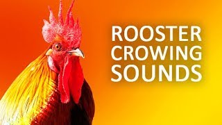 ROOSTER CROWING Sound Effect HD [upl. by Anecuza]