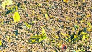 Und schon wieder Deutscher Meister BVB  Zum Titel 2012 [upl. by Benny911]