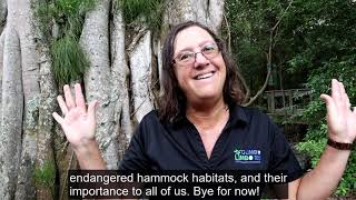 Gumbo Limbo Hammock Forest Virtual Tour [upl. by Latsyrhk]