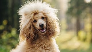 POODLE BARKING  POODLE HOWLING AND BARKING COMPILATION 2016 [upl. by Wash448]