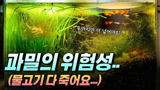 어항 크기에 비해 물고기를 많이 넣으면 열대어 다 죽는 이유구피키우기 과밀의 위험성 용존산소량 [upl. by Aray]