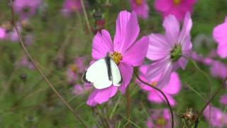 PIÉRIDE du ChouFemelle et MâlePieris brassicae  BRUITX [upl. by Halfdan]