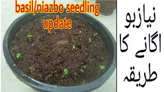 How to grow basil niazbo from seed at home growing basil from seed in4 day niazbo lgane ka tarika [upl. by Trocki]