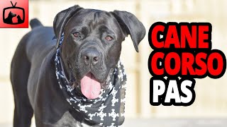 🐕 Cane Corso Pas – Slike I Karakteristike Cane Corso Pasmine Pasa [upl. by Yakcm337]