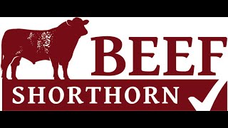 Beef Shorthorn Judging at Stirling Bull Sales on Sunday 20th October 24 [upl. by Ahnavas952]