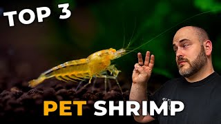 Top 3 Freshwater Aquarium Shrimp in 2022 [upl. by Christophe]