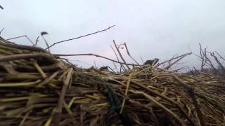 Duck hunting on Reelfoot Lake TN with Billy Blakley and Dusty Butler  December 2014 [upl. by Katrinka]