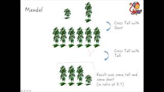 Additional Biology B2 Mendel [upl. by Maire]