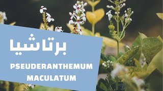 نبات البرتاشيا Pseuderanthemum Maculatum shorts [upl. by Nolek]