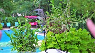 Repotting Orchids 2 Different Ways  Epidendrum Radicans Hanging Basket [upl. by Odyssey]