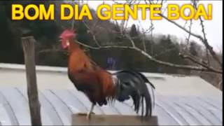 BOM DIA GALERAAAAAAA VIDEOS ENGRAÇADOS [upl. by Aneekal]