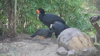 Endangered Wattled Curassow Chick Hatches at Houston Zoo [upl. by Maro]