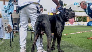 Cane Corsos in dog show ring [upl. by Nixon947]