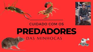 Predadores das Minhocas [upl. by Gnos295]