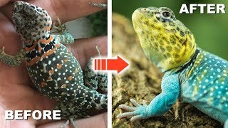 COLLARED LIZARD 2 YEAR TRANSFORMATION [upl. by Nelrah]