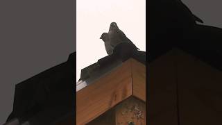 Cowbirds looking around on the greenhouse roof [upl. by Calvin]