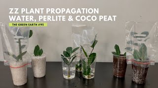 95 3 Easy Ways to Propagate ZZ PLANT from Cuttings  Zamioculcas Zamiifolias Propagation [upl. by Anairuy]