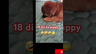 so funny pappy 🥰🤣🤣 puppy shorts funny doglover status [upl. by Kcirdderf666]