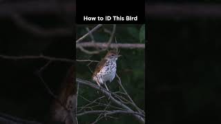 Can you identify this spotted bird [upl. by Ahsrop]