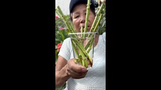 COMO ENRAIZAR ROSAS EN CASA  enraizantes caseros de rosas  COMO USAR ENRAIZANTES EN LAS ROSAS [upl. by Nnaecarg990]