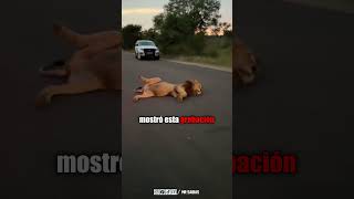 El León esta Patas Arriba en medio de la Carretera y no se puede Mover shorts [upl. by Giralda]