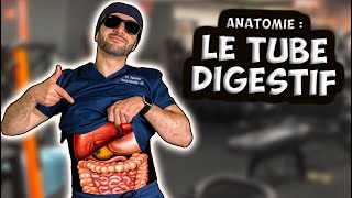 ANATOMIE  L’APPAREIL DIGESTIF 🍖 [upl. by Egrog]