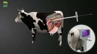 Smart AI Vision  Operation process of artificial insemination gun used by dairy cows Veterinary [upl. by Ahsel937]