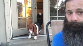 Our Bossy Basset Hound [upl. by Nedroj]