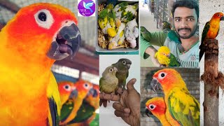 VRR Birds farm conureConure breeding tipsbox setupdiet tipscage setupconure priceconure varity [upl. by Binette]