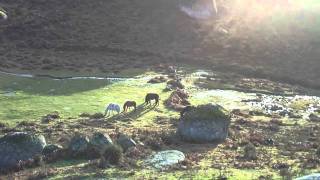 Garranos na Serra da Cabreira [upl. by Raclima115]