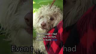 I didnt realize this dog was blind Full video here wwwHopeForPawsorg ❤️ [upl. by Birkner]