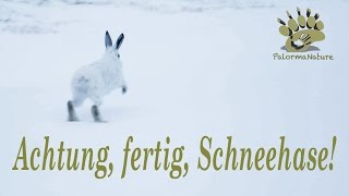 Wildlife Insights  Achtung fertig Schneehase  Alpine Mountain Hare  Schneehuhn [upl. by Rolo]