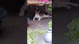 Beer song  billi cotton [upl. by Suiramaj16]