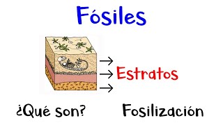 🦖 ¿Qué son los Fósiles Proceso de Fosilización 🦕 Fácil y Rápido [upl. by Rheta]