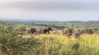 Elephants Murchison Falls National Park Uganda [upl. by Brooke]