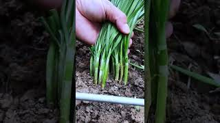 The process of cutting chive with the sickle Good tools and machinery can increase work efficiency [upl. by Imray630]