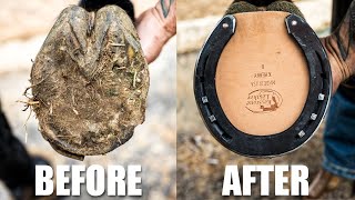 Satisfying Hoof Restoration  4K FARRIER ASMR [upl. by Arret656]