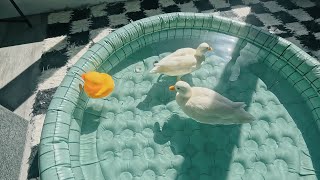 Discover the Unexpected Joy of Pet Ducks Swimming in a Pool [upl. by Eirehs]