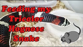 Feed My Pet Friday Tricolor Hognose Facts [upl. by Cicero]