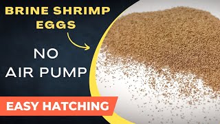 How to hatch Brine Shrimp Eggs WITHOUT AIR PUMP  How to hatch Artemia  SIMPLE method  artemia [upl. by Johna]