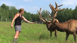 Les Fermes du 21e siècle  La Vallée du Wapiti [upl. by Cirtap359]