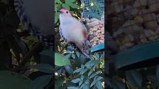 Watch How Redbellied Woodpecker Uses His Tounge redbelliedwoodpecker nature Woodpecker birds [upl. by Nutter]