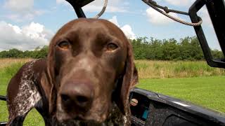 Triple Flush Kennel German Shorthaired Pointers and Deutsch Kurzhaar [upl. by Schild863]