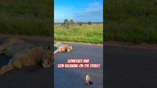 Lionesses and lion relaxing on the street animals foryou [upl. by Eirrehs]