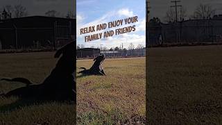 Happy Holidays 2024 familydrama familyhumor comedy funny funnydogs doglife bullylife [upl. by Amir277]