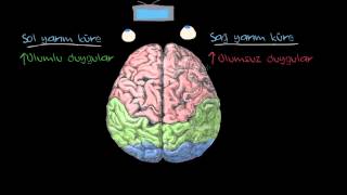 Duygular Serebral Yarım Küreler ve Prefrontal Korteks Psikoloji  Çevreyi Algılama [upl. by Ennayr]