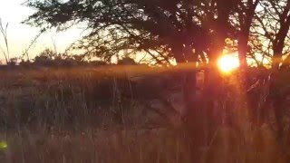 Africa Bushveld Sounds zebra guinea fowl and blesbuck Partridge South Africa 1 [upl. by Nork775]