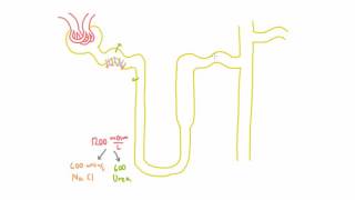 Role of Urea in the Kidney  Part 1 [upl. by Adnohral]