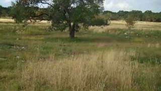 Wildflower Meadow 3 months after prescribed burn [upl. by Meelas]