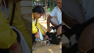 Castration in buck using Burdizzo shorts drpradipbhandari castration [upl. by Akenihs603]